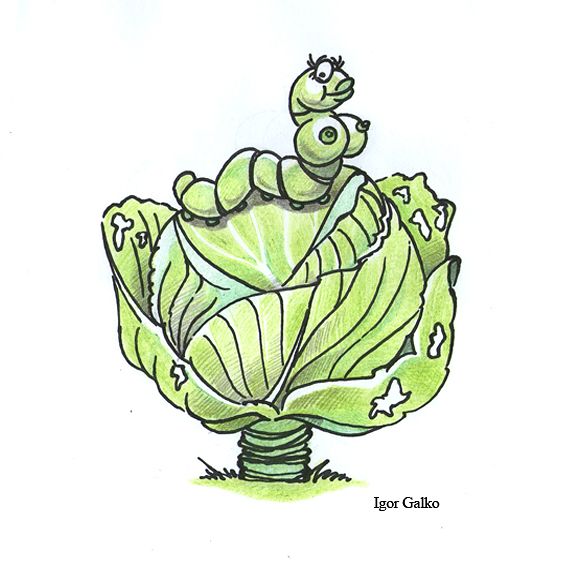 Карикатура: капустница, IgorHalko