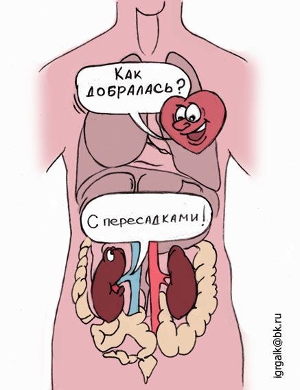 Карикатура: почка, игорь галко