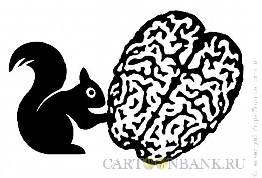 Карикатура: мозг и белка, Копельницкий Игорь