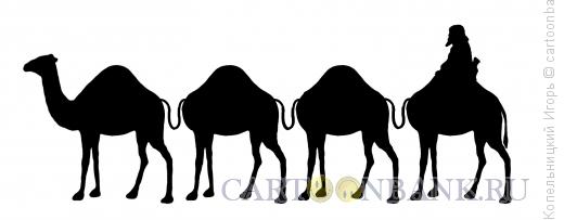 Карикатура: верблюды, Копельницкий Игорь