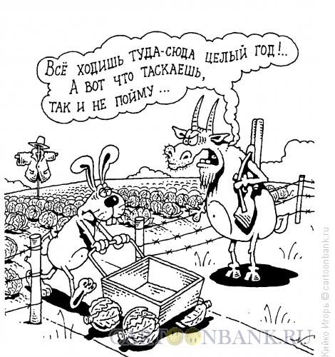 Карикатура: Заяц и капуста, Кийко Игорь