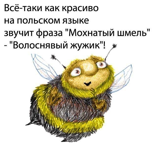 Мем, Юрий Небольсин