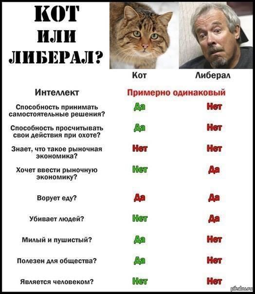 Мем: О котегах, Максим Камерер