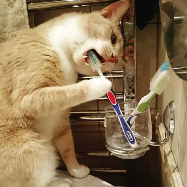 Мем: Если кошка умывается - жди гостей.  Если кошка при этом чистит зубы зубной  щеткой - жди гостей в белых халатах..., Evgeny Buratino