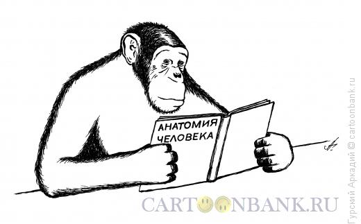 Карикатура: обезьяна, Гурский Аркадий