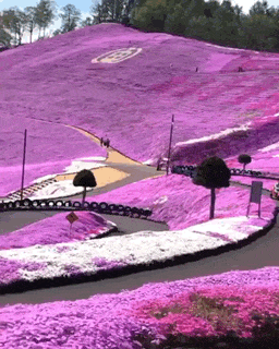 Мем: Весна в Японии., Гексоген