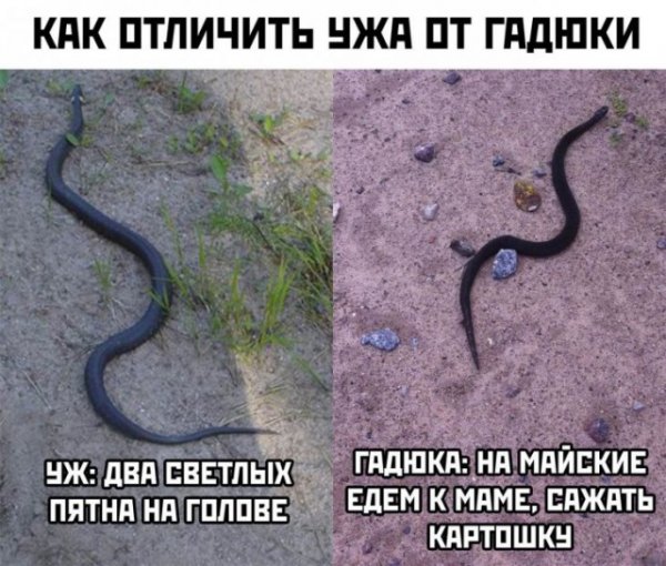 Мем, Кузякин Мем, Кузякин