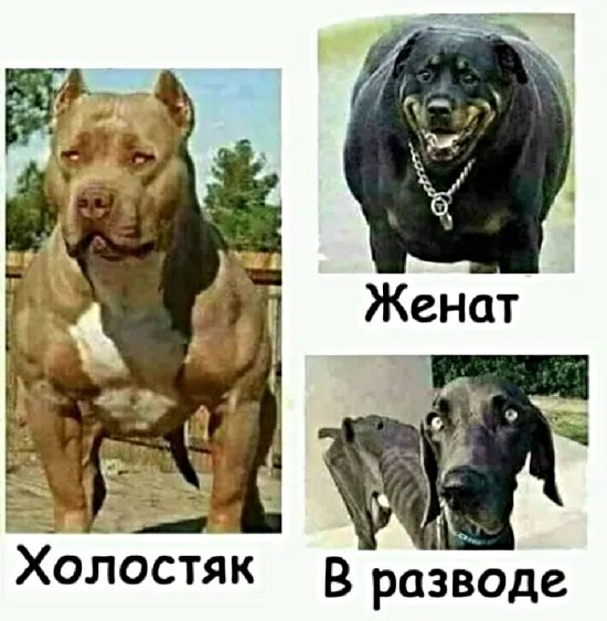 Мем, Коза Зинка