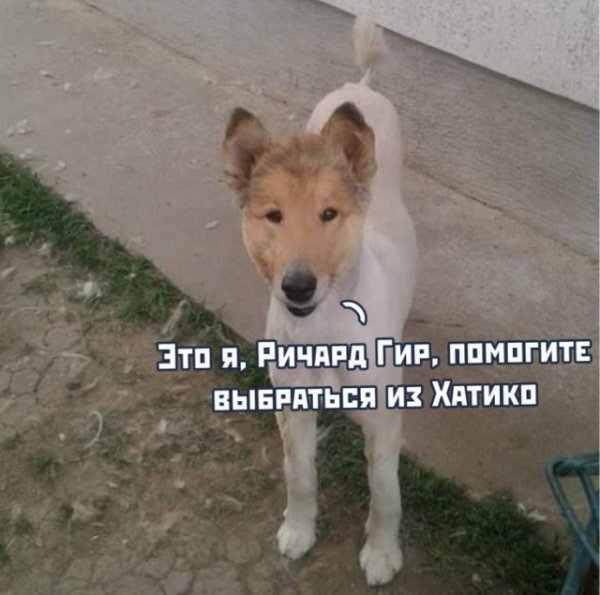 Мем, Дед Макар