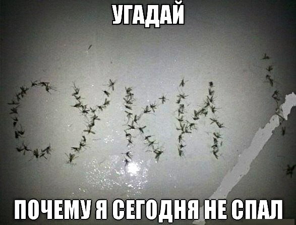 Мем, Дыня