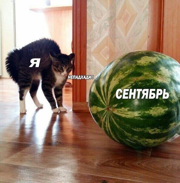 Мем, Дыня