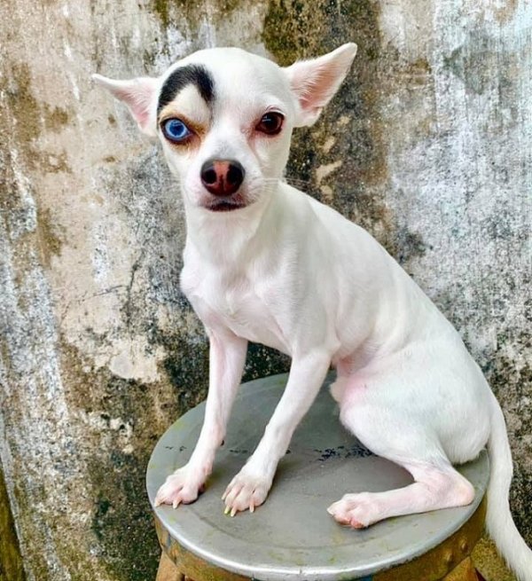 Мем: Пес по кличке Лаки из Таиланда. Его удивительная внешность покорила все социальные сети., Дыня