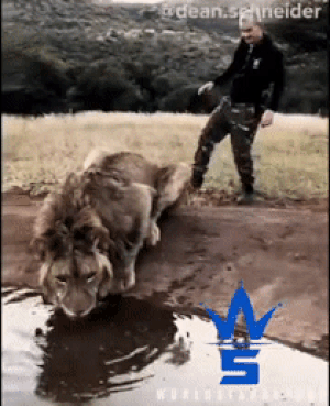Мем: Удивленный взгляд льва