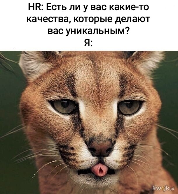 Мем, Рысь