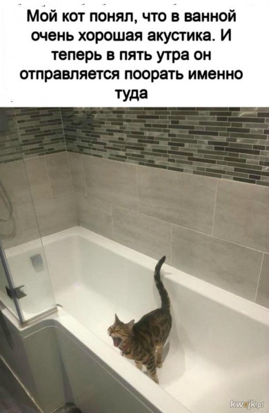 Мем, Рысь