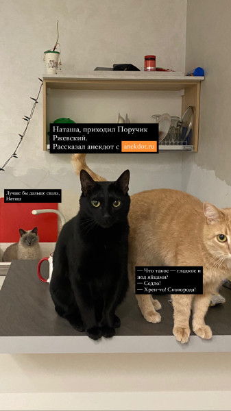 Мем: Наташа, кошки и Поручик Ржевский, Vasya1992