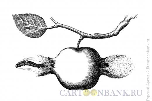 Карикатура: гусеница пробивает яблоко, Гурский Аркадий