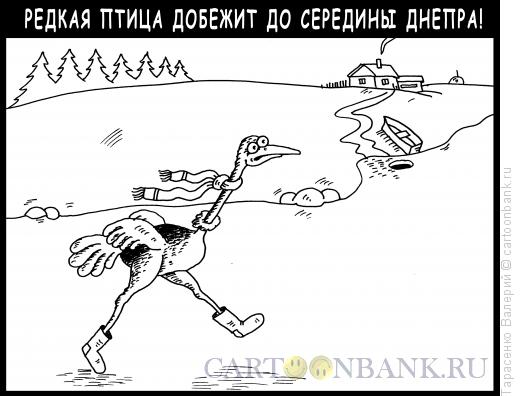 Карикатура: Редкая птица, Тарасенко Валерий