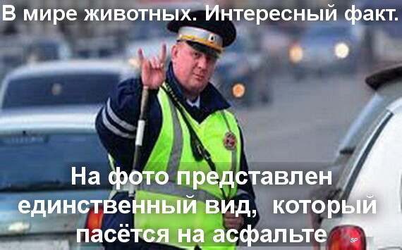 Мем, Sebastian Perejra