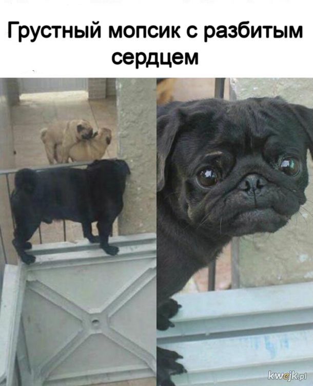 Мем, Рысь