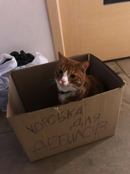 Мем, Кот Отморозкин