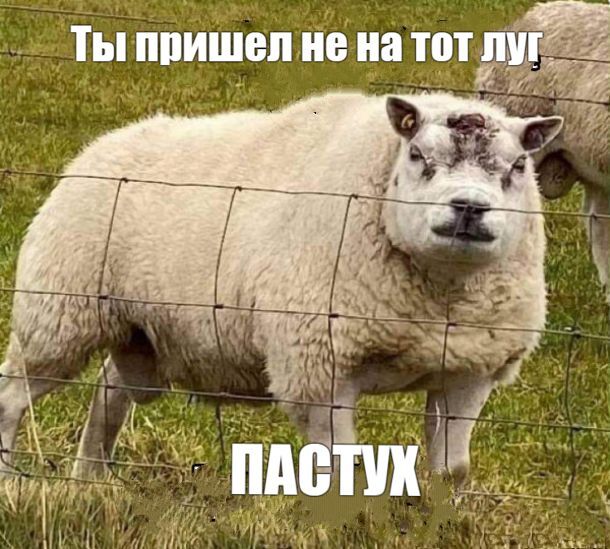 Мем, Рысь