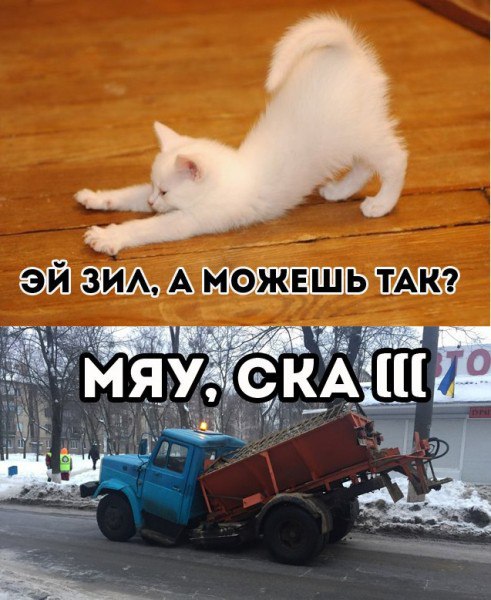 Мем, Кот Отморозкин