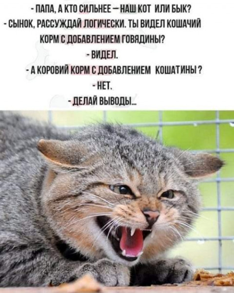 Мем, Кот Отморозкин