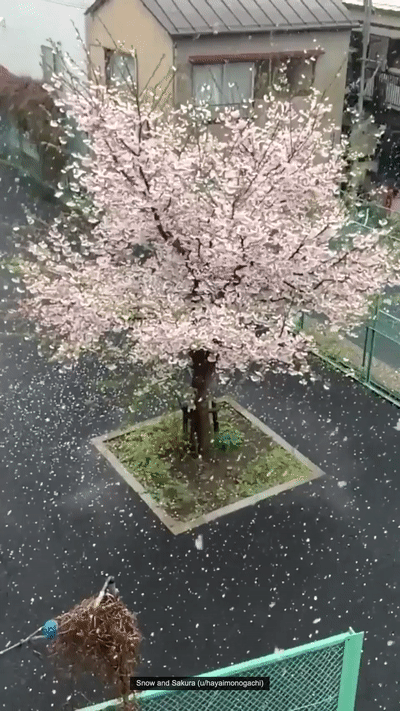 Мем: Япония. Цветение сакуры, Гексоген