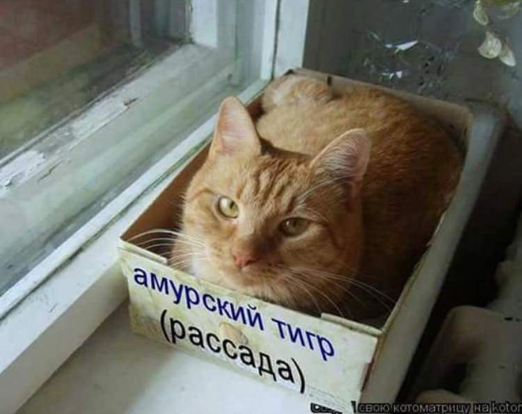 Мем, Кот Отморозкин