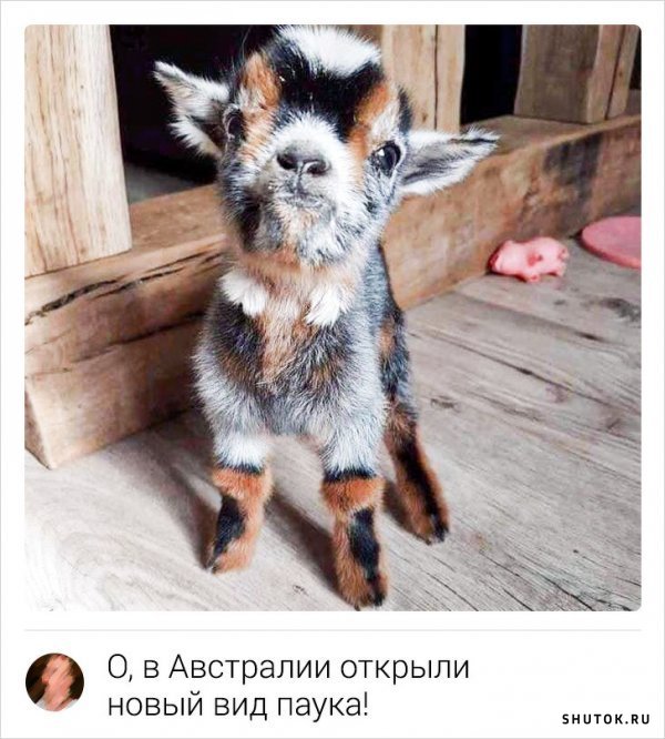 Мем, Джокер