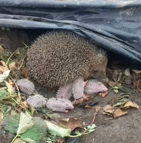 Мем, Юрий Небольсин