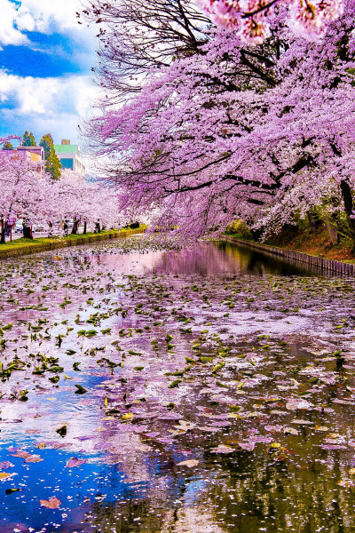 Мем: Япония. Цветение сакуры., Гексоген