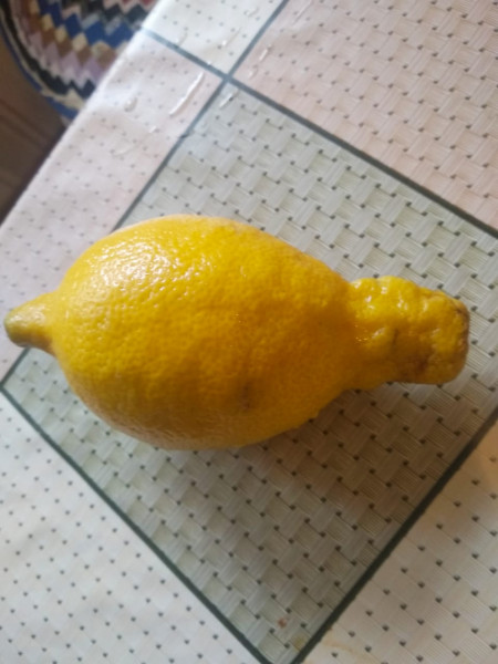 Мем: Лимоны из Грузии, Dodik