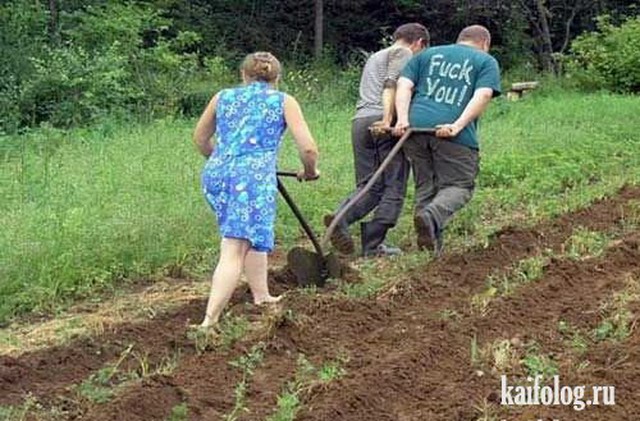 Мем: Ах дача, дачечка… С навозом тачечка… Хондроз и геморрой… Зато огурчик свой!!!