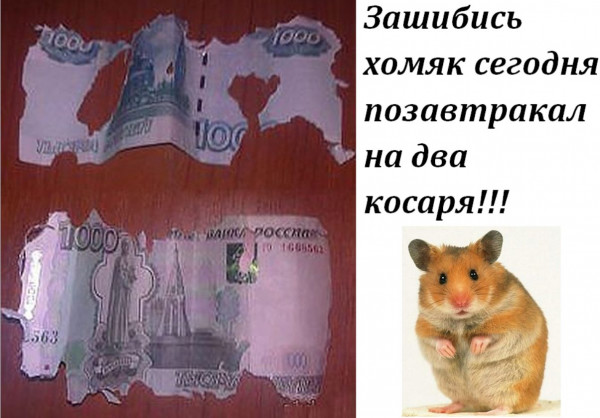 Мем, Кот Отморозкин