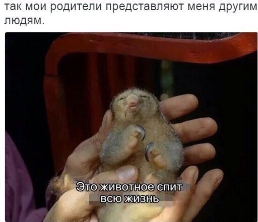 Мем, Кот Отморозкин