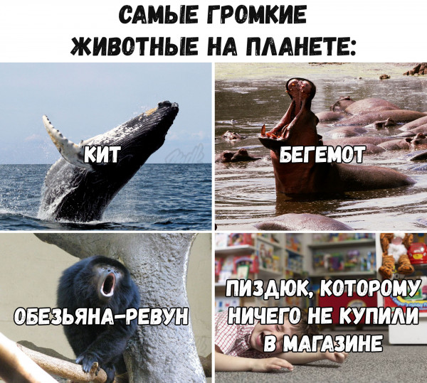 Мем, Кот Отморозкин