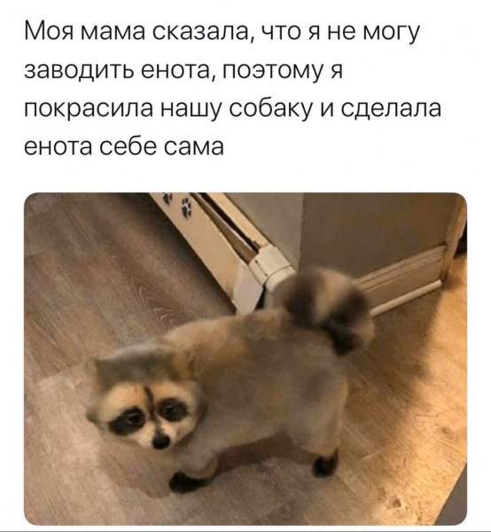 Мем, Кот Отморозкин