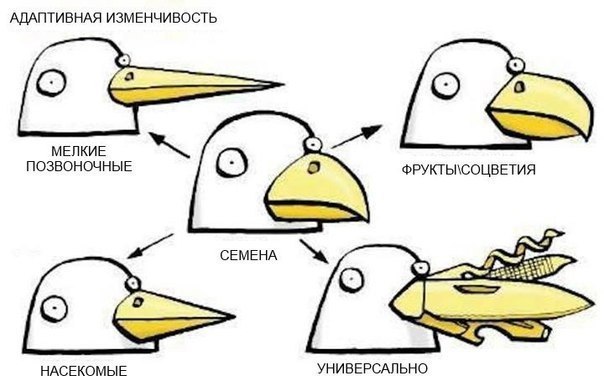 Мем, Кот Отморозкин