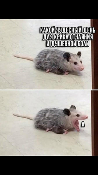 Мем, Рысь