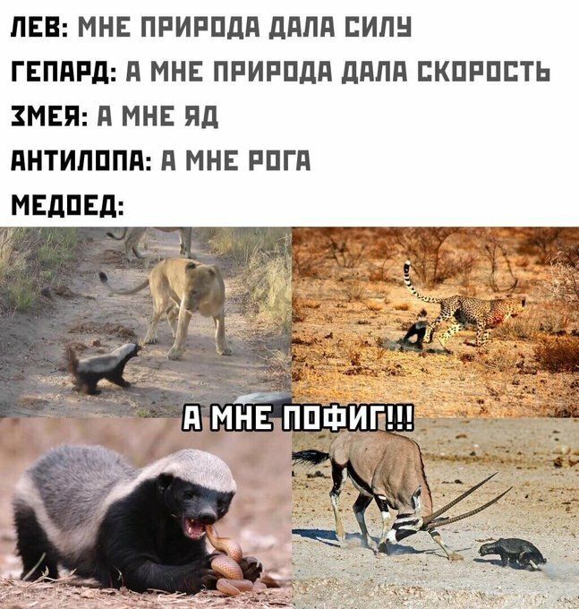 Мем, Рысь