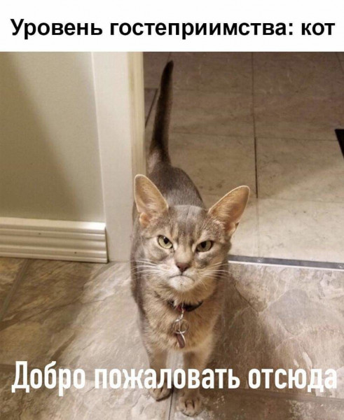 Мем, Кот Отморозкин