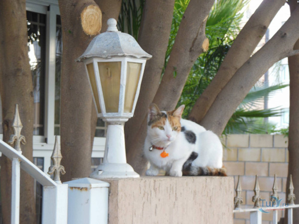Мем: Типичный кипрский кот, Малый Кыс