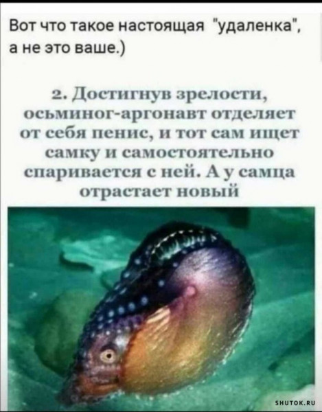 Мем, Джокер