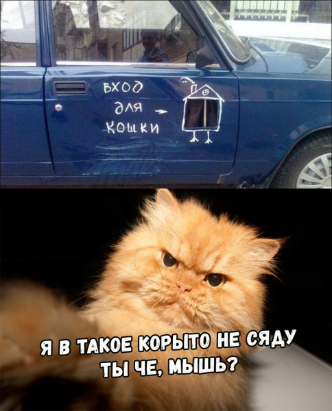 Мем, Кот Отморозкин