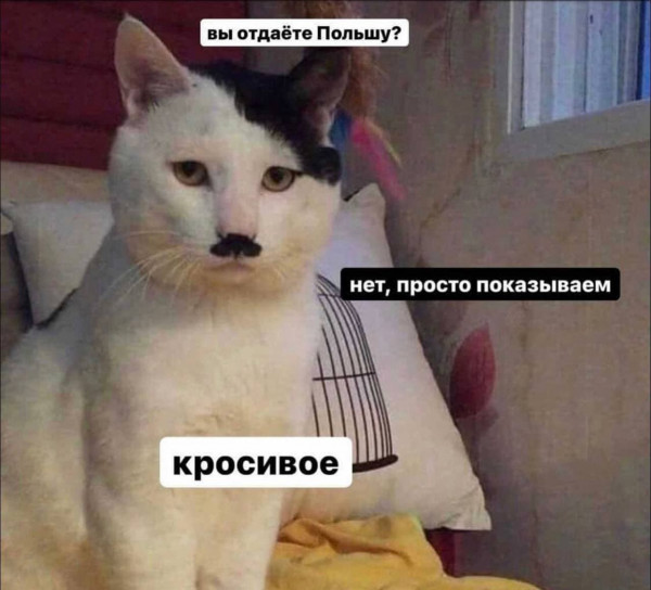 Мем, Кот Отморозкин