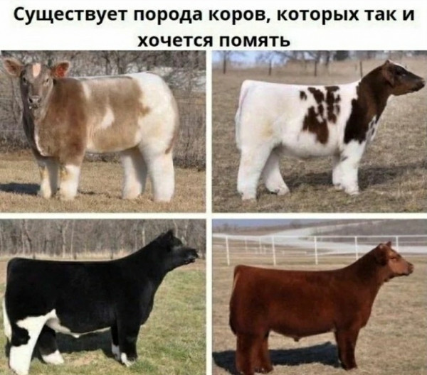 Мем, Кот Отморозкин