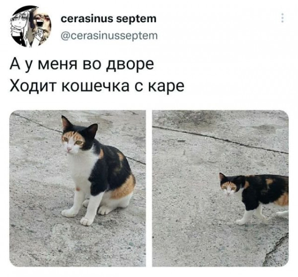 Мем, Брюттон