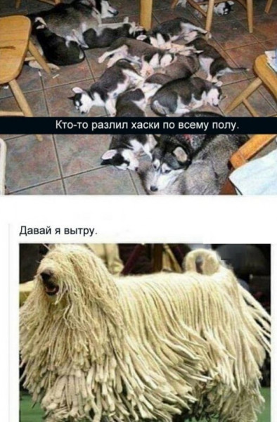 Мем, Брюттон